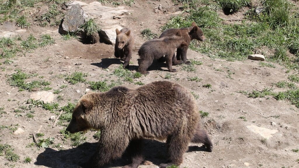 Thót tim cảnh đánh nhau giữa gấu mẹ và một gấu đực hung dữ để bảo vệ con - Ảnh 2.