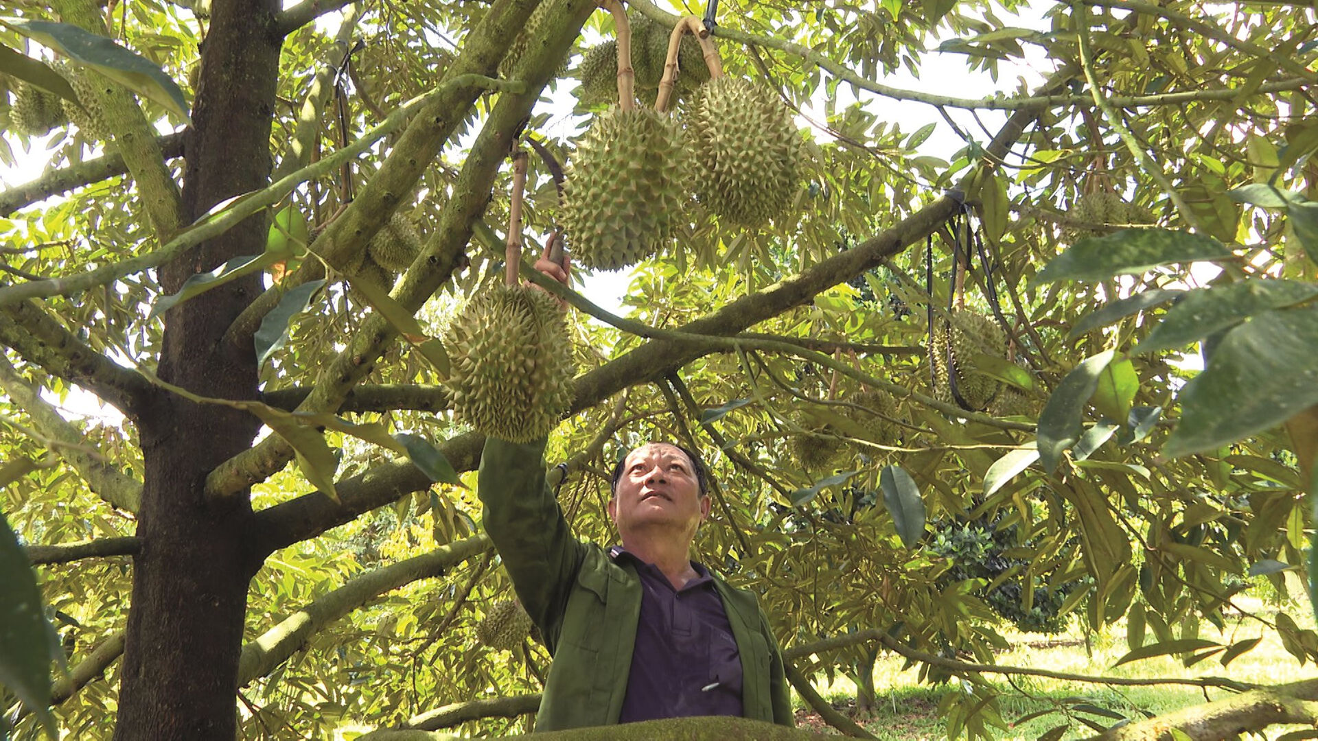 Ở Bình Thuận, trồng thứ cây ra trái treo từ gốc lên ngọn, tới mùa thơm khắp làng, có nhà lãi 1,5 tỷ/ha  - Ảnh 1.