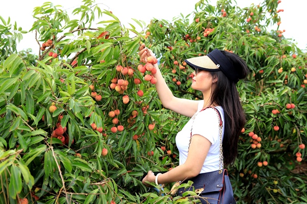 Lục Ngạn phấn đấu thu hút 1 triệu khách tham quan, trải nghiệm thu hoạch trái cây - Ảnh 1.