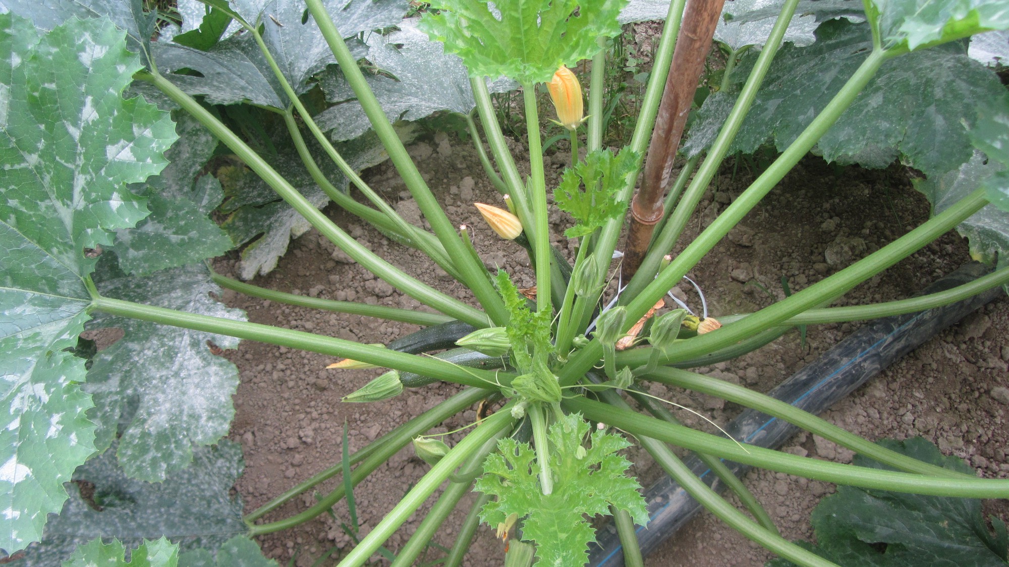 Cách trồng bí ngòi xanh tại nhà cho sai trái