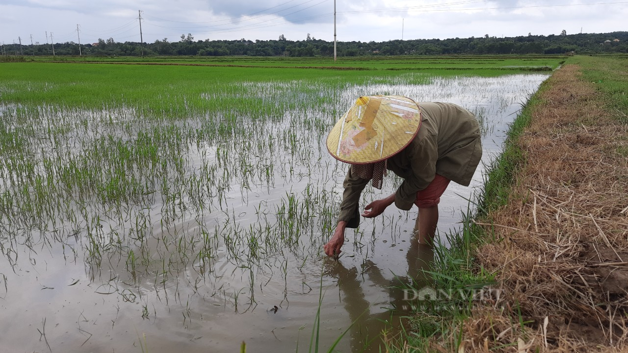 Quảng Trị: Nông dân phản ánh sau khi phun thuốc trừ cỏ thì lúa chết, chính quyền vào cuộc - Ảnh 2.