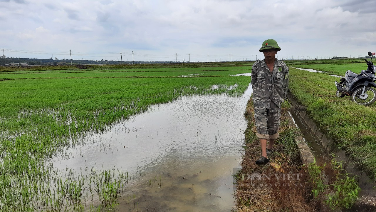 Quảng Trị: Nông dân phản ánh sau khi phun thuốc trừ cỏ thì lúa chết, chính quyền vào cuộc - Ảnh 3.