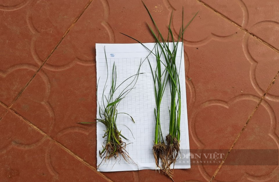 Bên trái là cây lúa phun thuốc trừ cỏ Sofigold, còn bên phải là cây lúa không phun thuốc trừ cỏ Sofigold. Ảnh: Ngọc Vũ.