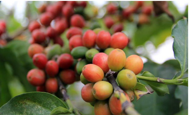 Giá cà phê ngày 6/1: Không dễ mua Robusta từ nhà nông, giá cà phê tiếp tục tăng vọt- Ảnh 3.