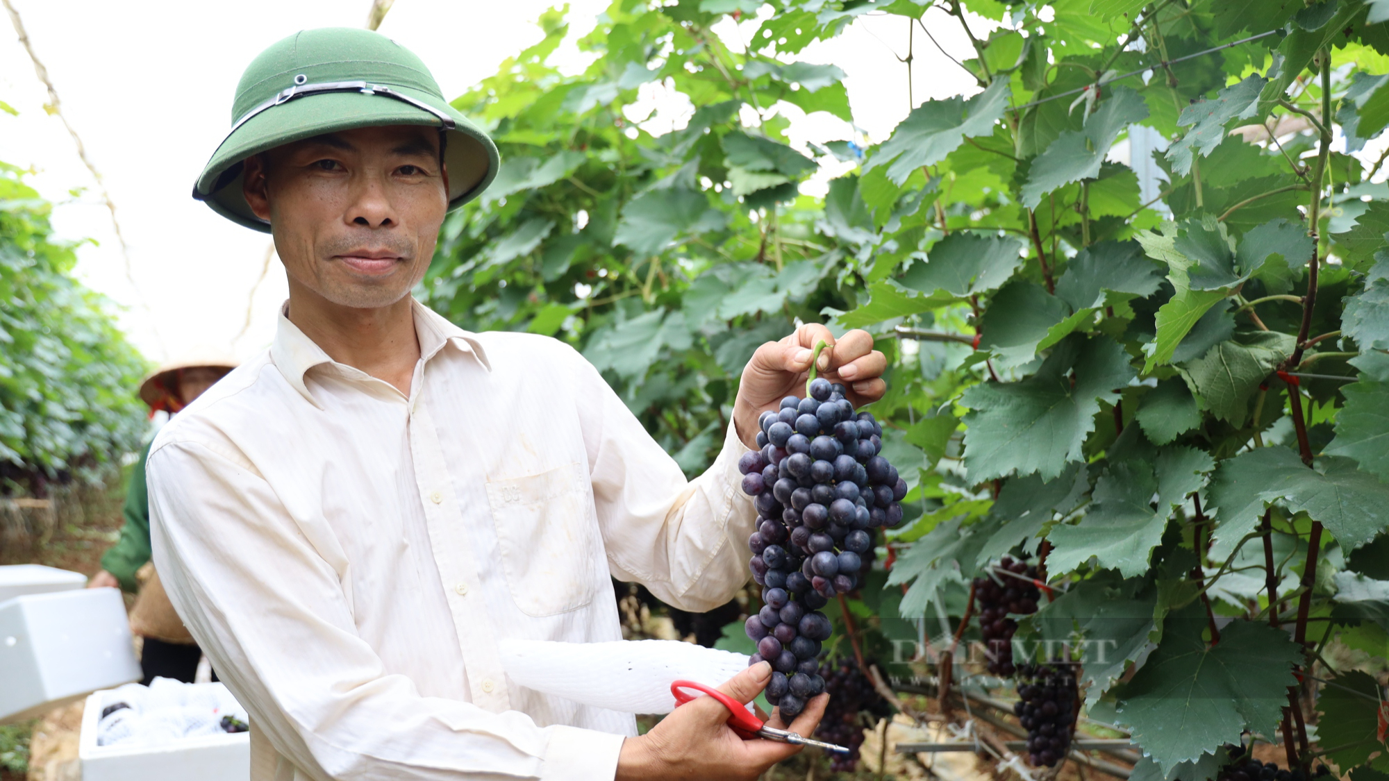 Trồng giống nho lúc chín màu tím, vị ngọt, ăn giòn lão nông vùng cao thu nửa tỷ mỗi năm - Ảnh 3.