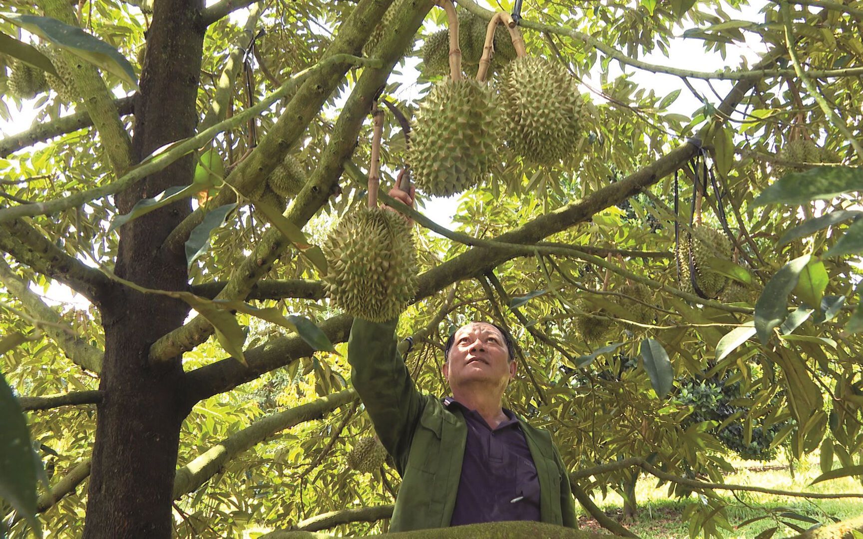 Ở Bình Thuận, trồng thứ cây ra trái treo từ gốc lên ngọn, tới mùa thơm khắp làng, có nhà lãi 1,5 tỷ/ha 
