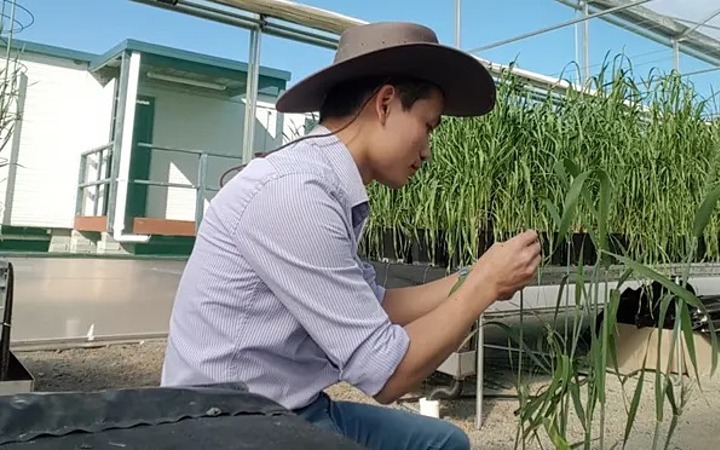 Tiến sĩ trẻ người Việt ở Sydney tạo bước đột phá chống bệnh gỉ sắt ở lúa mạch