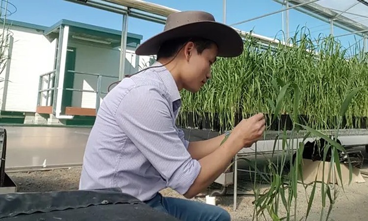 Tiến sĩ trẻ người Việt ở Sydney tạo bước đột phá chống bệnh gỉ sắt ở lúa mạch - Ảnh 1.