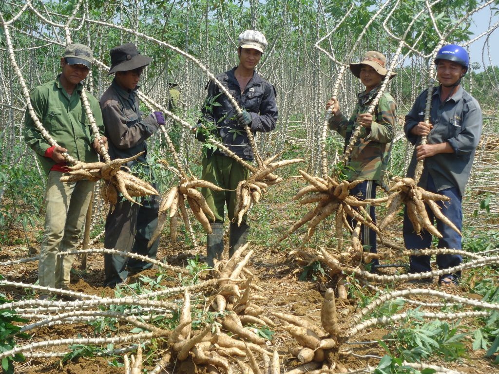 Trung Quốc mua 1,5 triệu tấn sắn của Việt Nam để trộn vào thức ăn chăn nuôi  - Ảnh 1.