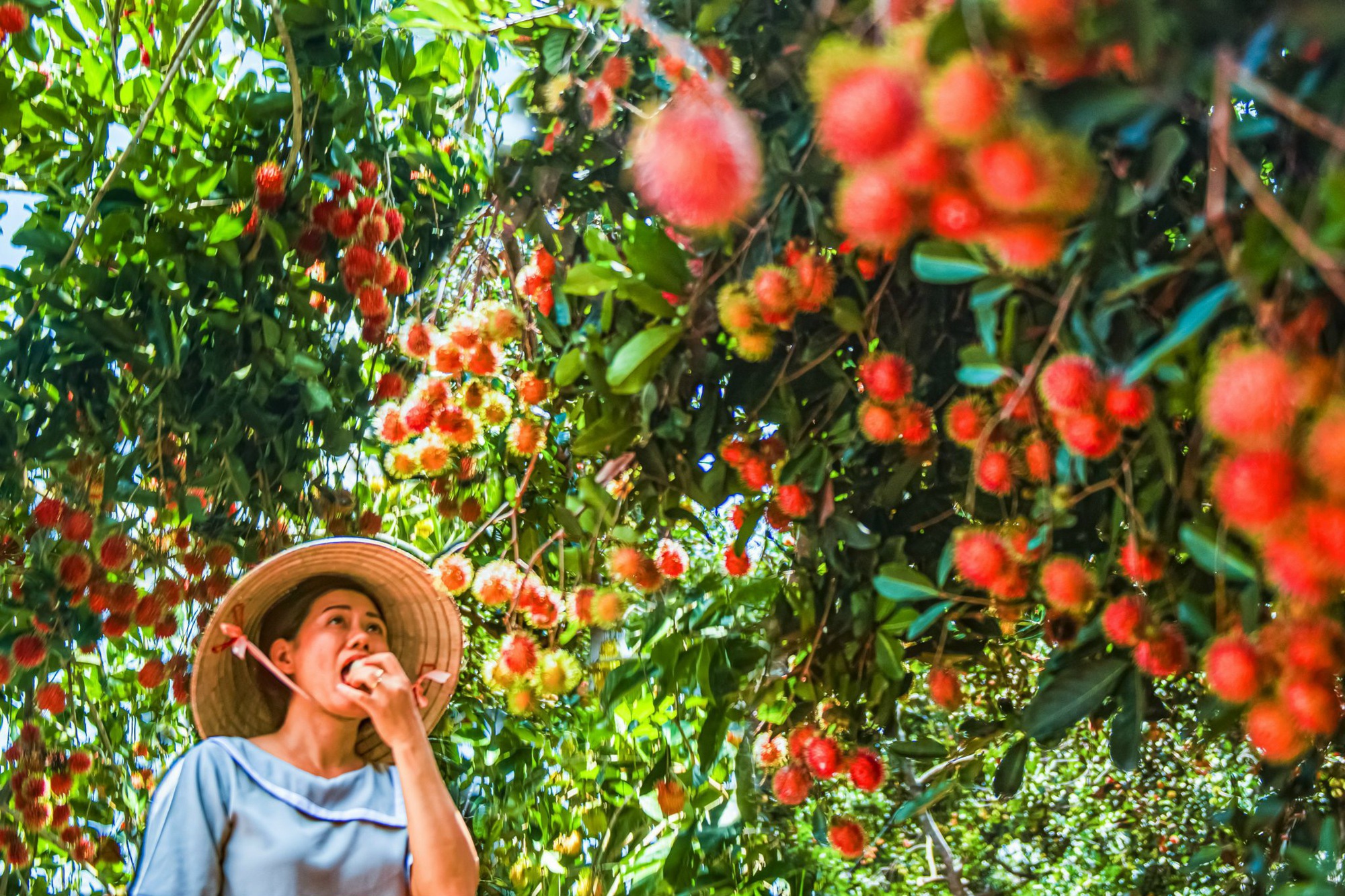 Tuần lễ tôn vinh trái cây và Phiên chợ nông nghiệp, đưa trái cây Đồng Nai &quot;bay xa&quot; - Ảnh 5.