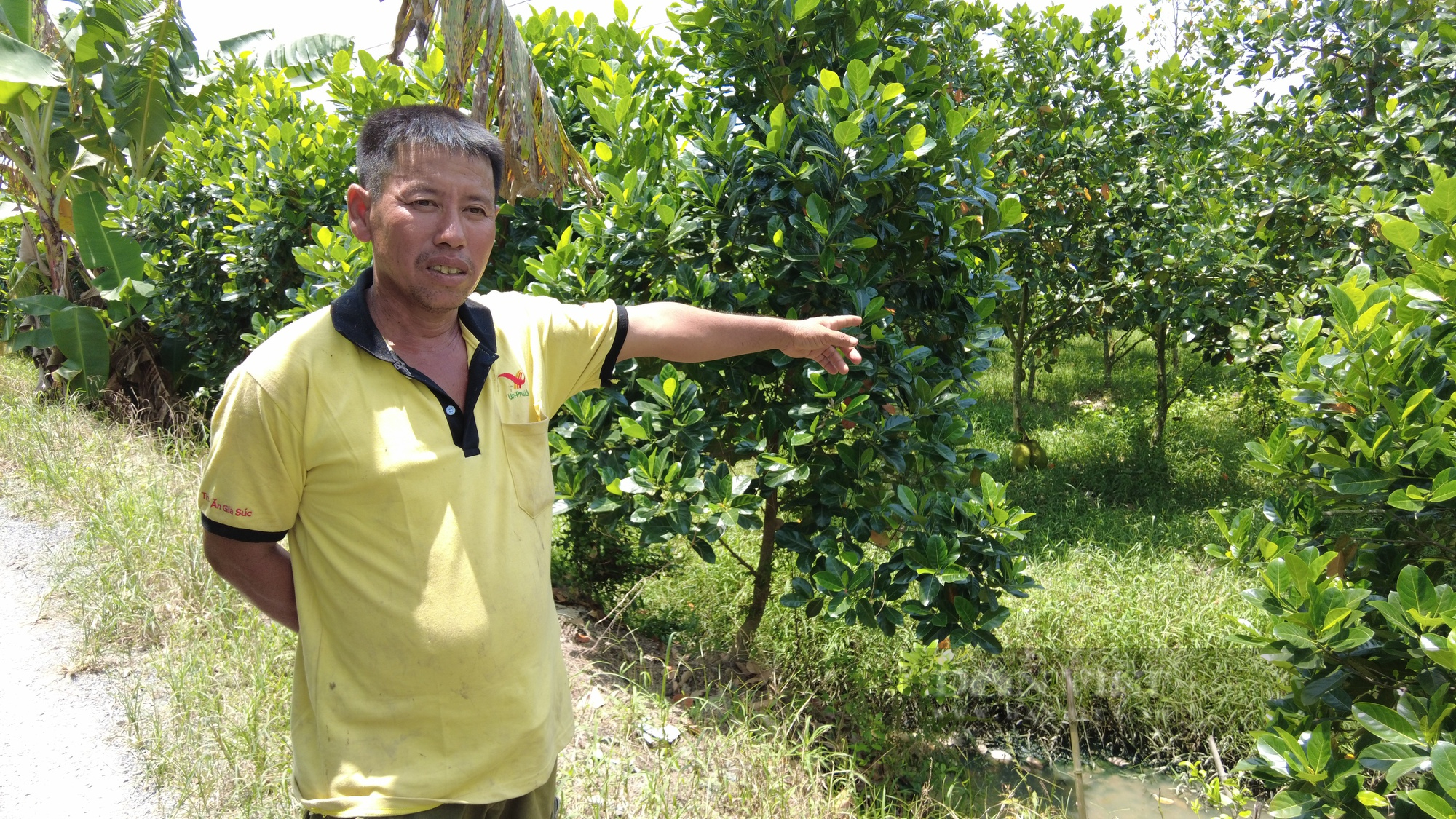 Bài 2: 'Nỗi đau' vùng trồng khoai lớn nhất miền Tây:  Người bán đất, người kêu con bỏ học vì lâm nợ - Ảnh 1.