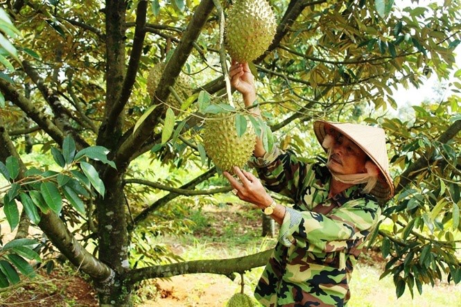 Tây Nguyên đang đứng trước cơ hội lớn để trở thành vùng trồng rau củ quả nhiệt đới cho cả thế giới - Ảnh 1.