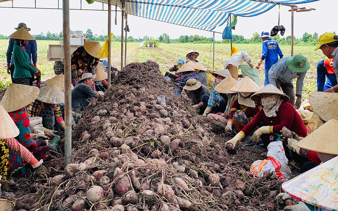 &quot;Nỗi đau&quot; ở vùng trồng khoai lang lớn nhất miền Tây (Bài 1)