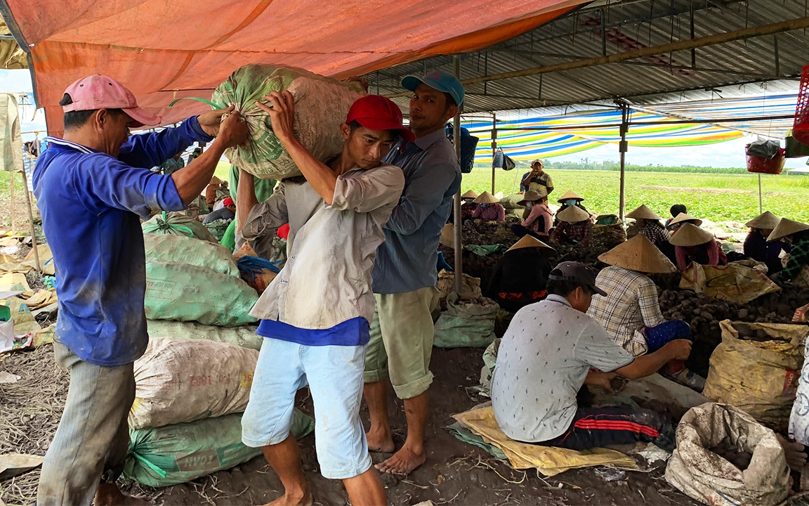 Người trồng khoai lang Vĩnh Long mòn mỏi đợi Trung Quốc cho xuất khẩu chính ngạch (bài 3)