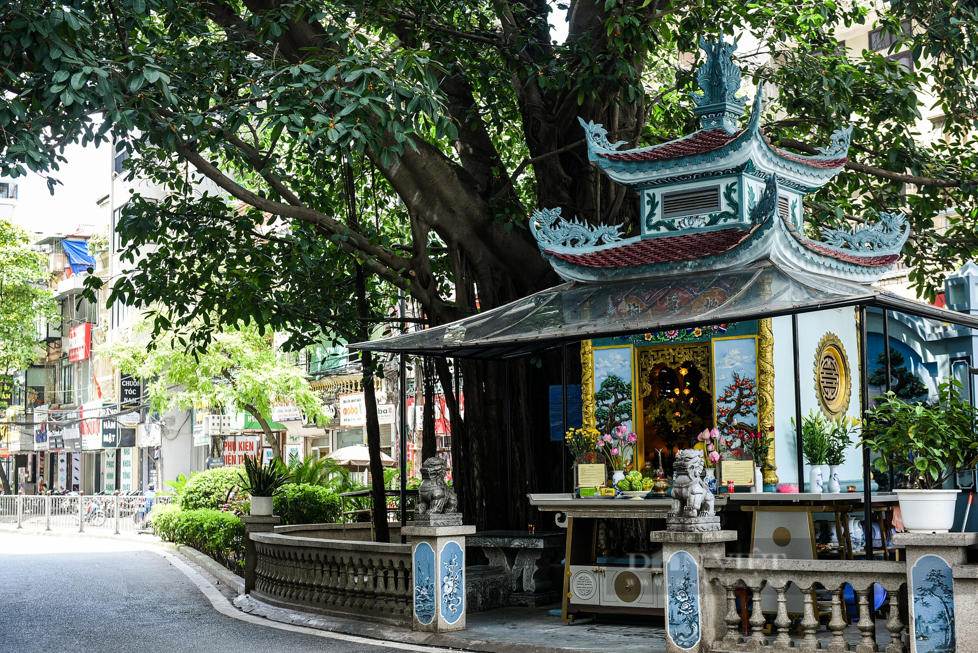 Điểm danh những cây cổ thụ mọc giữa đường lớn ở Hà Nội - Ảnh 3.