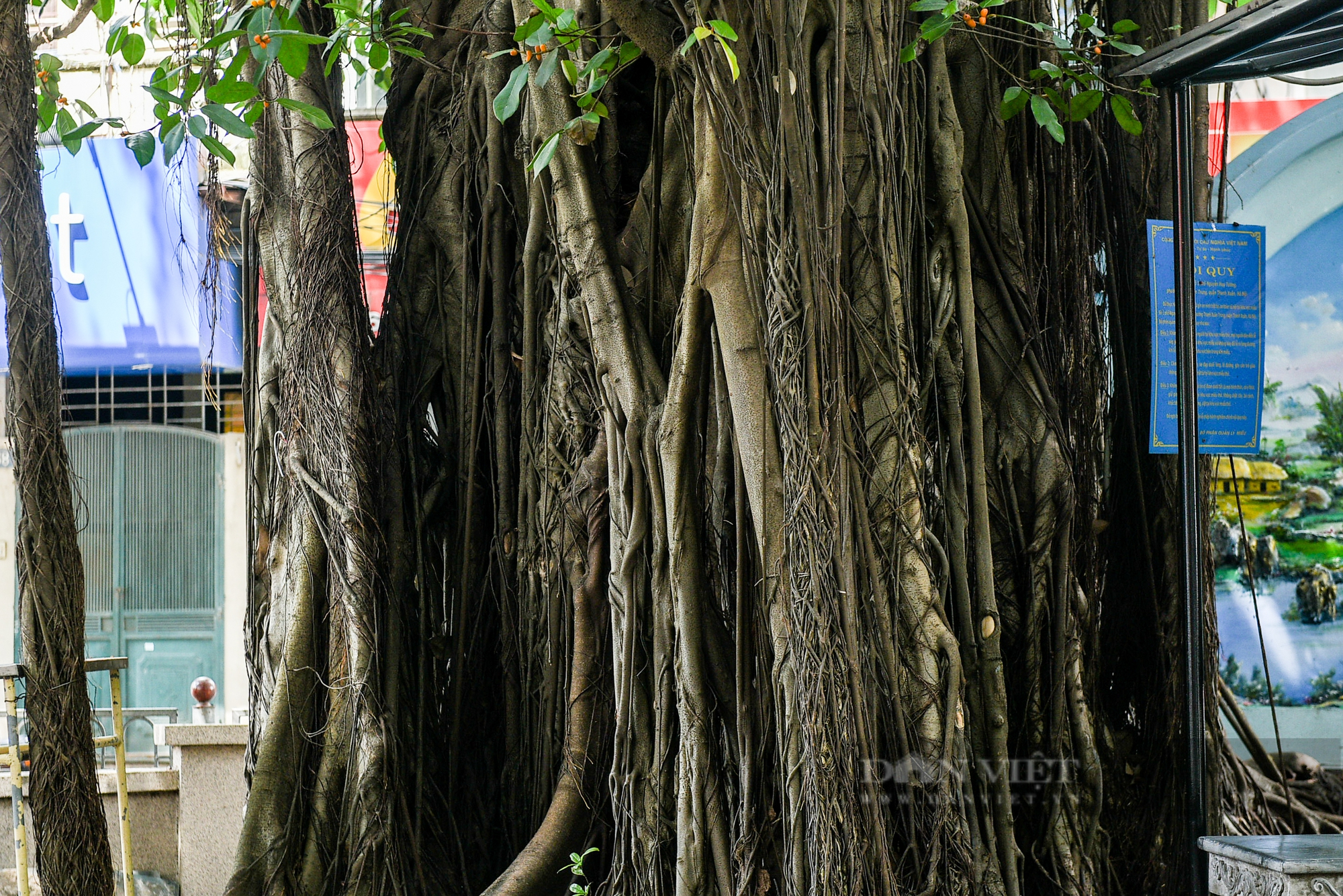 Điểm danh những cây cổ thụ mọc giữa đường lớn ở Hà Nội - Ảnh 2.