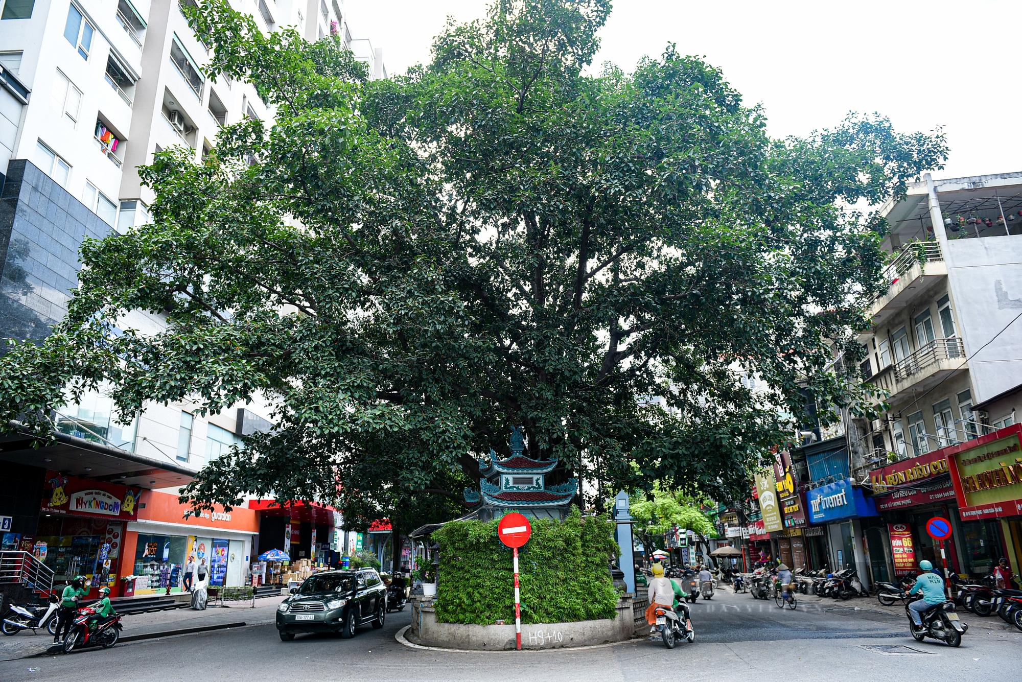 Điểm danh những cây cổ thụ mọc giữa đường lớn ở Hà Nội - Ảnh 1.