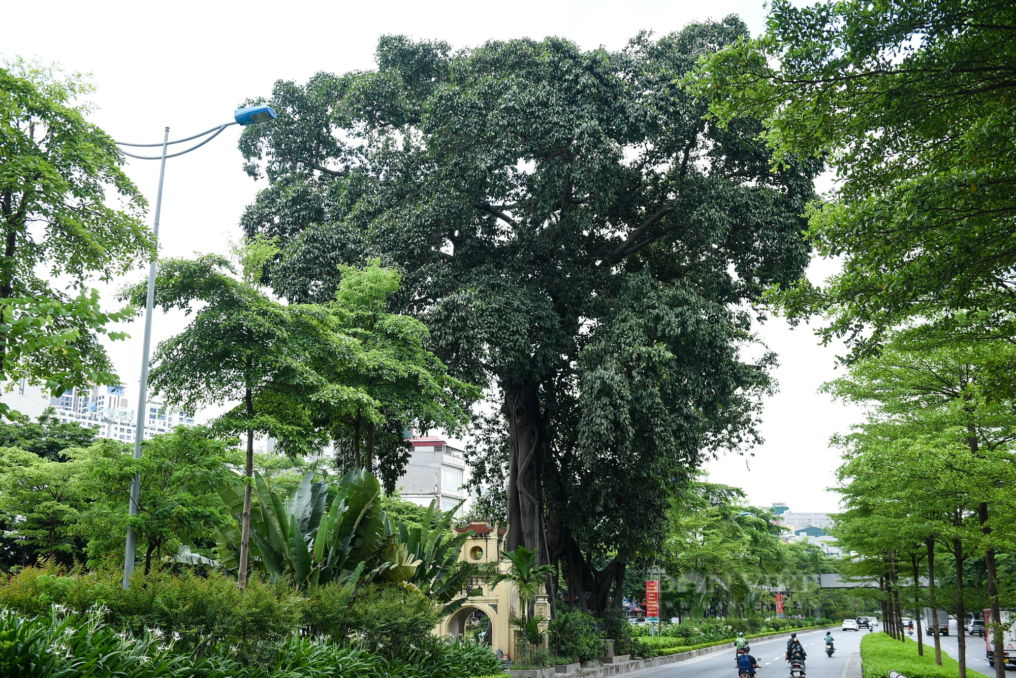 Điểm danh những cây cổ thụ mọc giữa đường lớn ở Hà Nội - Ảnh 5.
