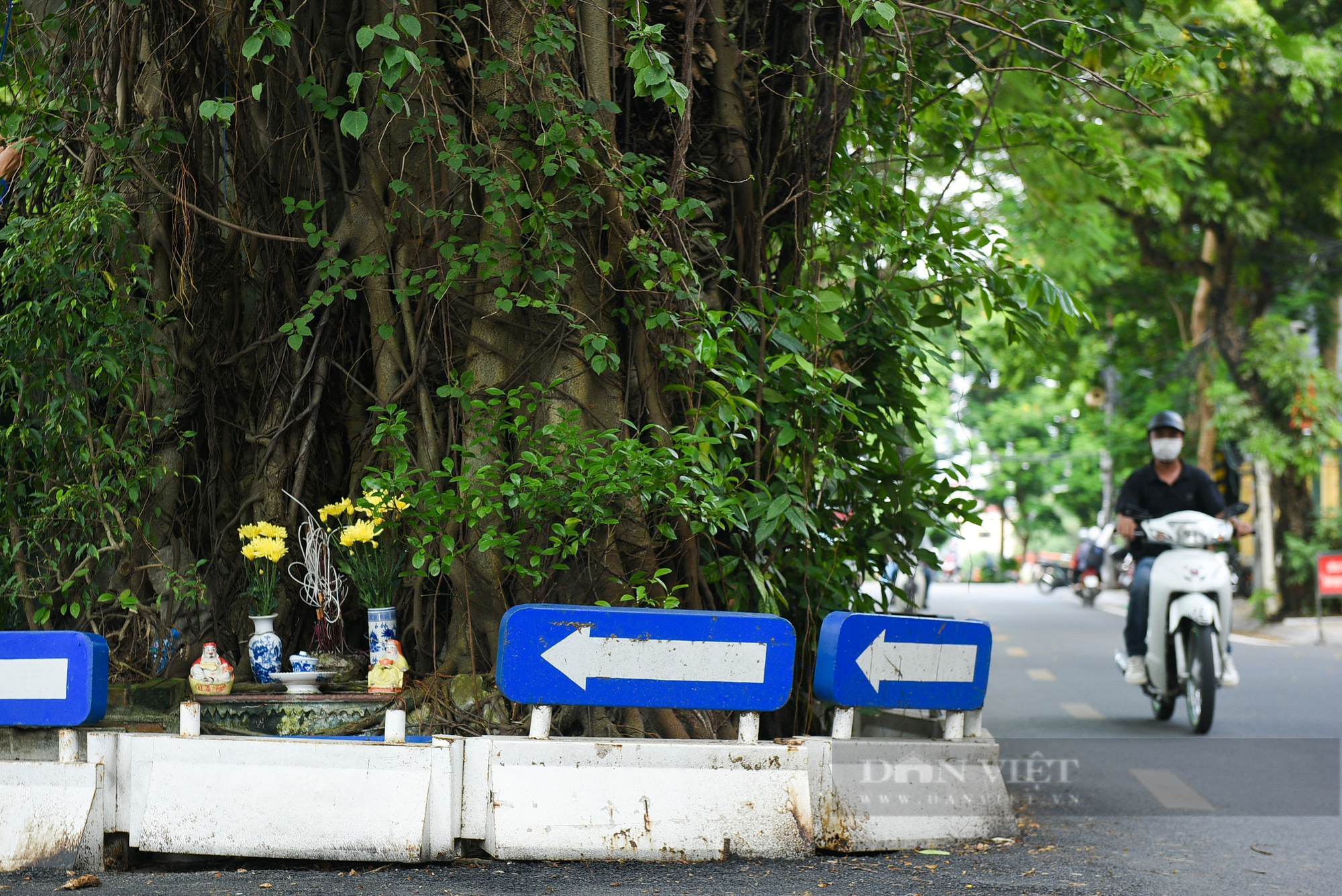 Điểm danh những cây cổ thụ mọc giữa đường lớn ở Hà Nội - Ảnh 9.