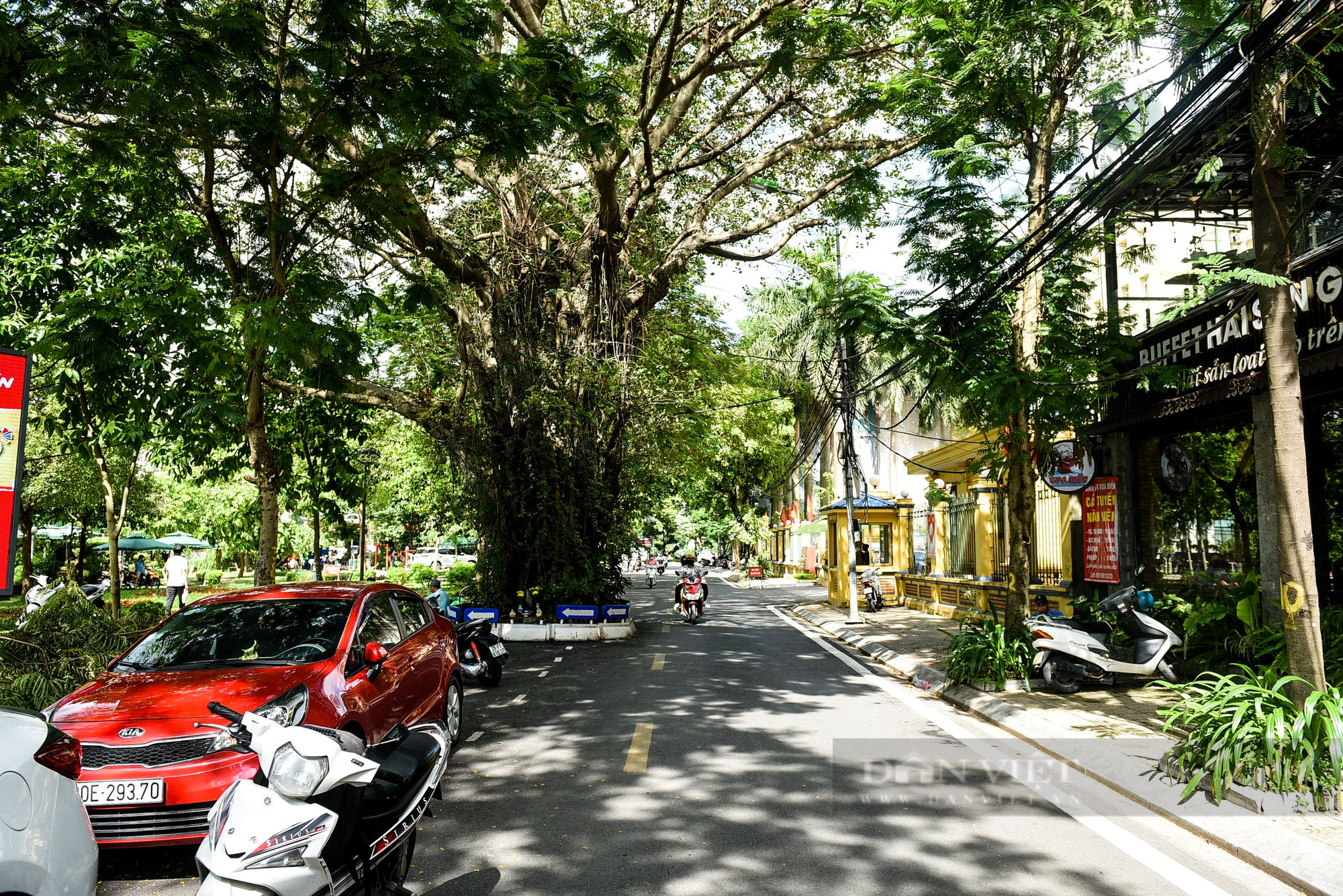 Điểm danh những cây cổ thụ mọc giữa đường lớn ở Hà Nội - Ảnh 8.