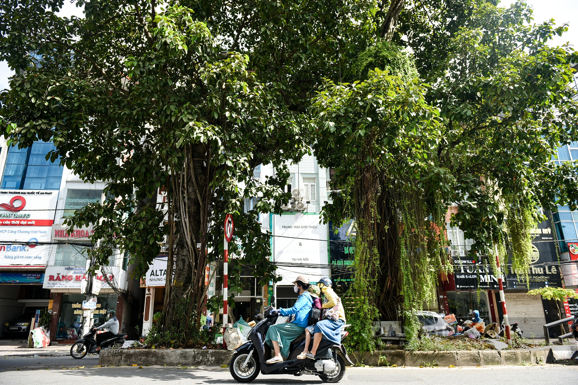 Điểm danh những cây cổ thụ mọc giữa đường lớn ở Hà Nội - Ảnh 12.