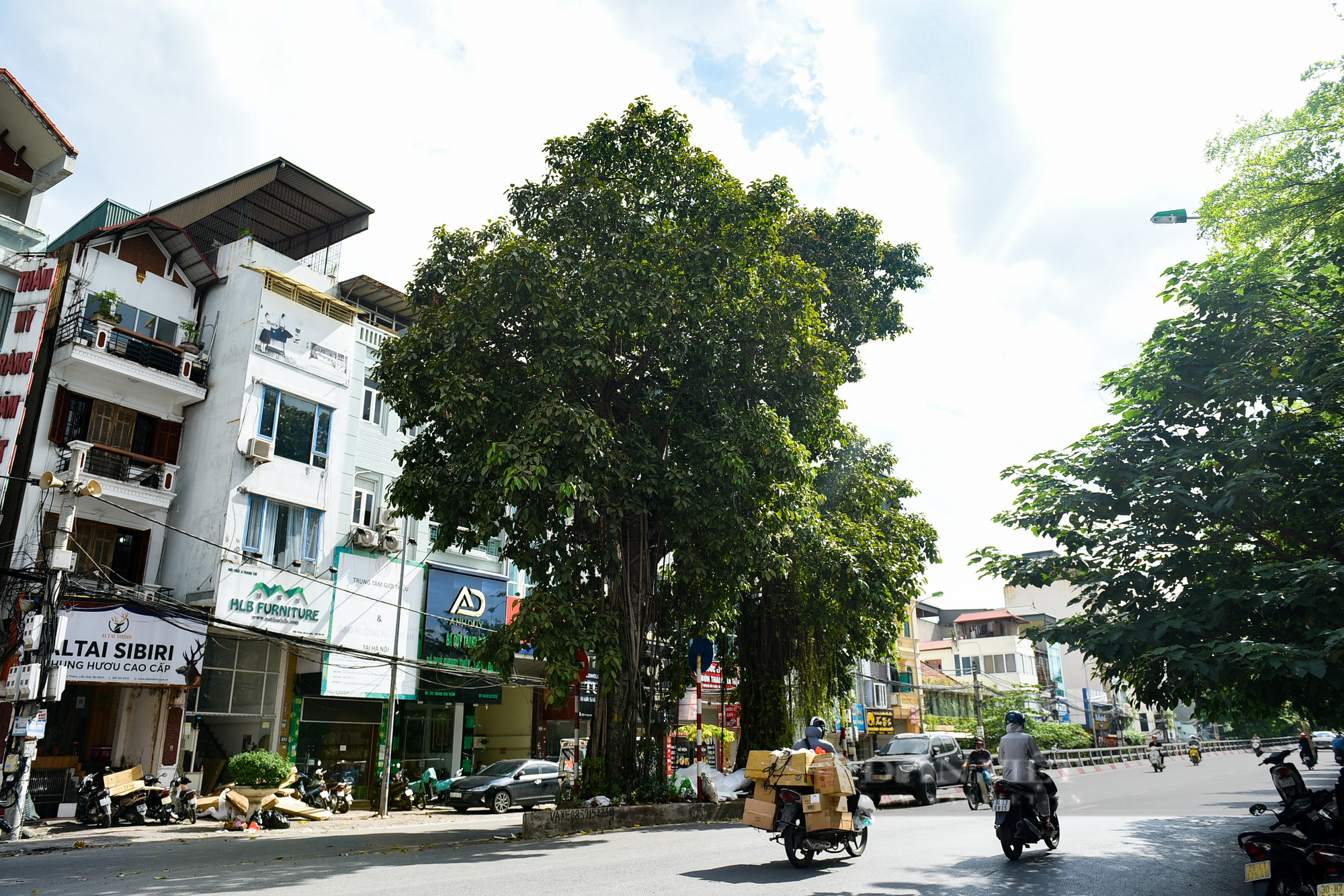 Điểm danh những cây cổ thụ mọc giữa đường lớn ở Hà Nội - Ảnh 13.