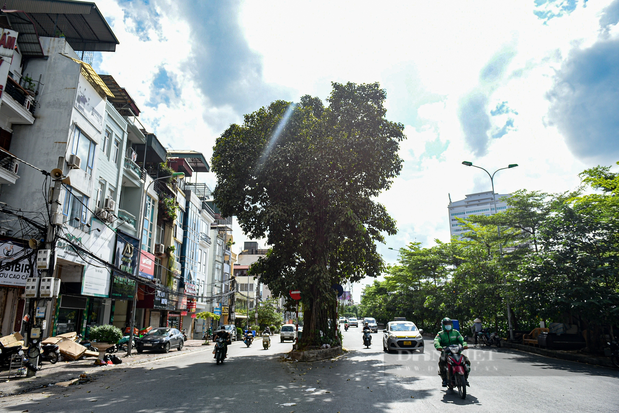 Điểm danh những cây cổ thụ mọc giữa đường lớn ở Hà Nội - Ảnh 10.