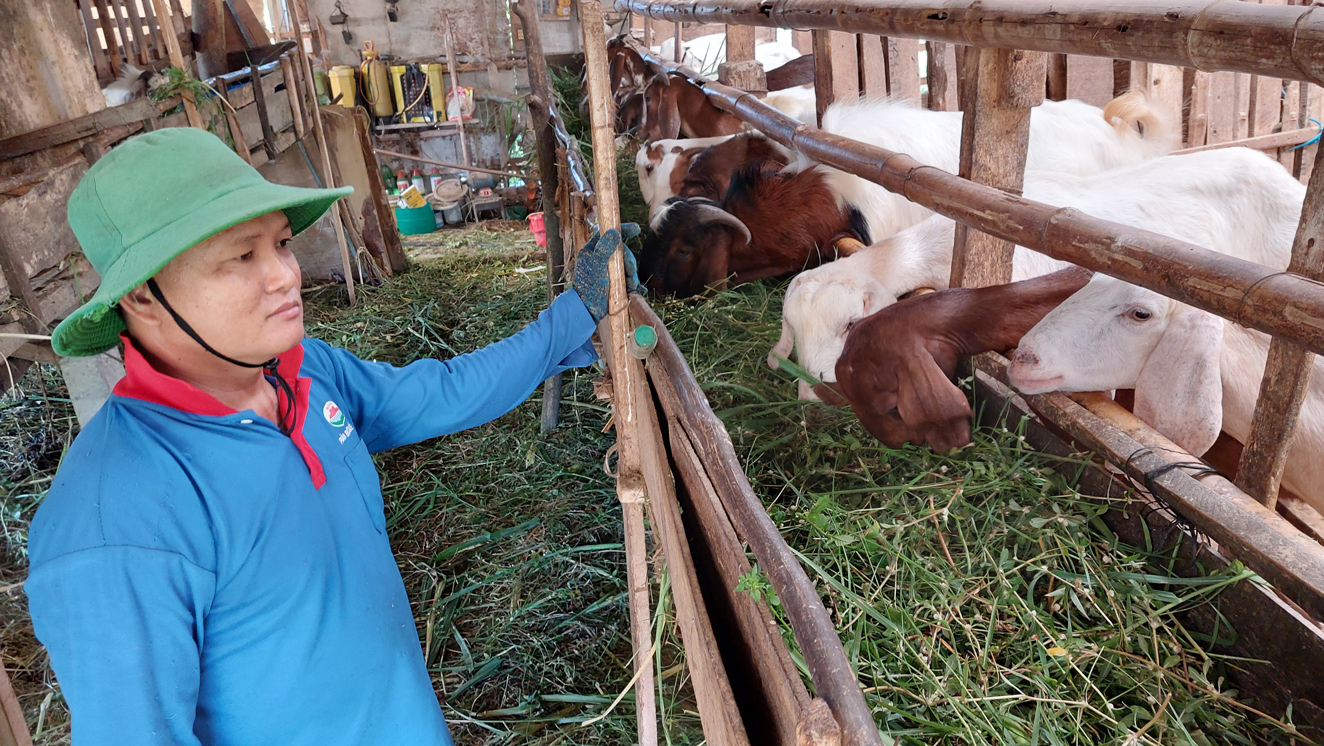 Nuôi con này nhốt chuồng chỉ ăn lá, ăn cỏ, không tốn cám công nghiệp mấy, nông dân Long An khá giả hẳn - Ảnh 1.