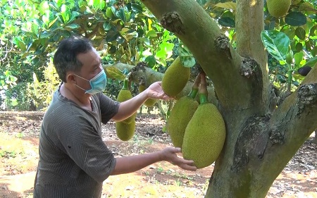 Trồng mít Thái la liệt, vì sao ở nơi này của Đồng Nai nhiều nông dân đang chặt bỏ?