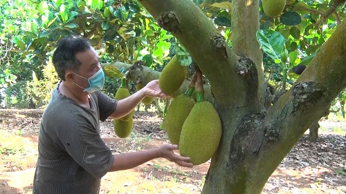 Trồng mít Thái la liệt, vì sao ở nơi này của Đồng Nai nhiều nông dân đang chặt bỏ? - Ảnh 1.