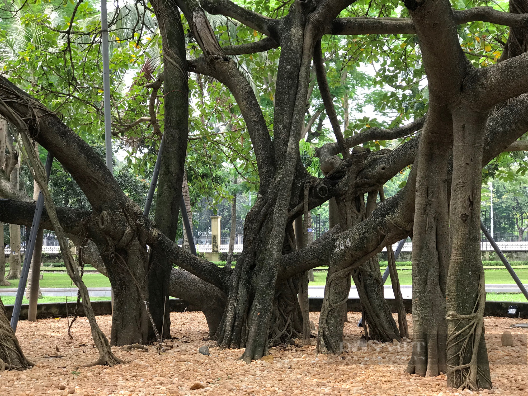 Chuyện giờ mới kể về cây đa Bác Hồ trồng trên đảo dừa ở Hà Nội - Ảnh 2.