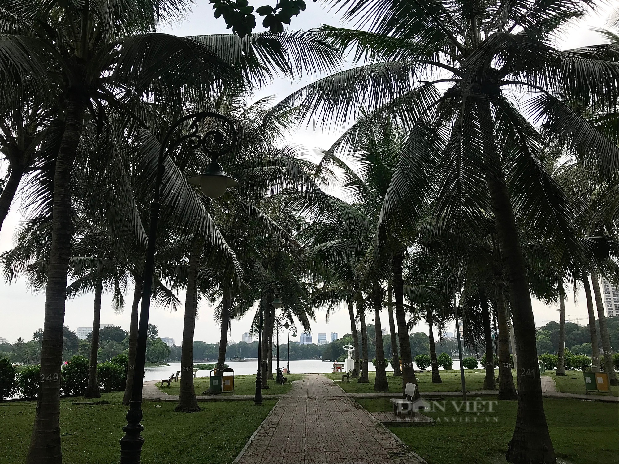 Chuyện giờ mới kể về cây đa Bác Hồ trồng trên đảo dừa ở Hà Nội - Ảnh 4.