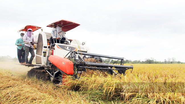 Xăng dầu liên tiếp tăng giá: Nông dân quay cuồng vì giá thuê máy gặt tăng 20.000 – 70.000 đồng/sào, HTX mất 30% lợi nhuận - Ảnh 1.