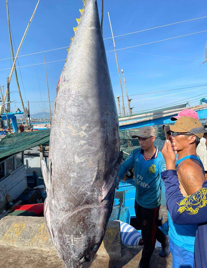Ngư dân Phú Yên câu trúng 2 con cá ngừ đại dương to bự, nặng 450kg, một thương lái Sài Gòn chốt giá 100 triệu - Ảnh 1.