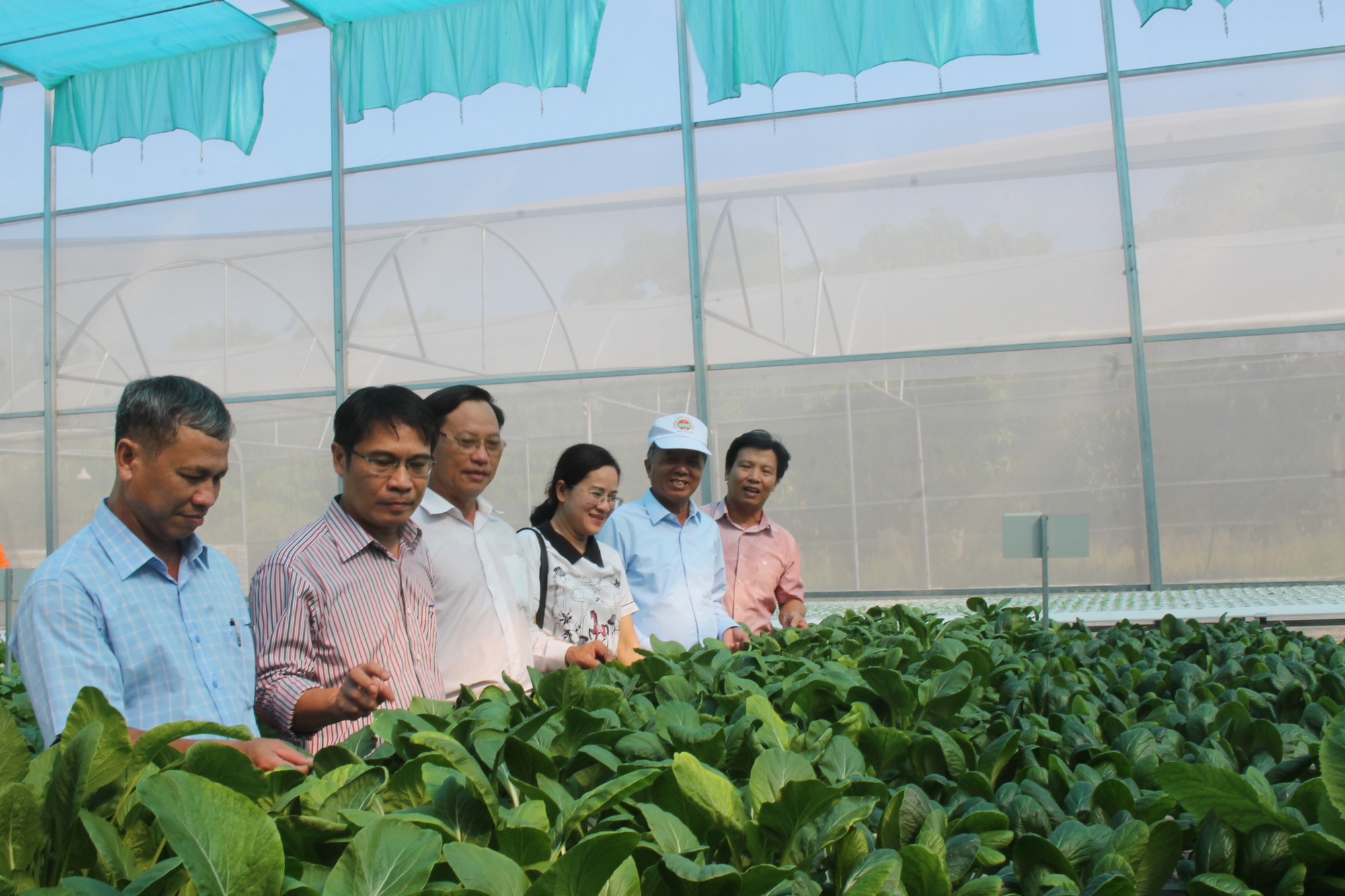 Phó Chủ tịch Hội ND Khánh Hòa: Nhân rộng mô hình trồng rau thủy canh cho các nông dân - Ảnh 1.