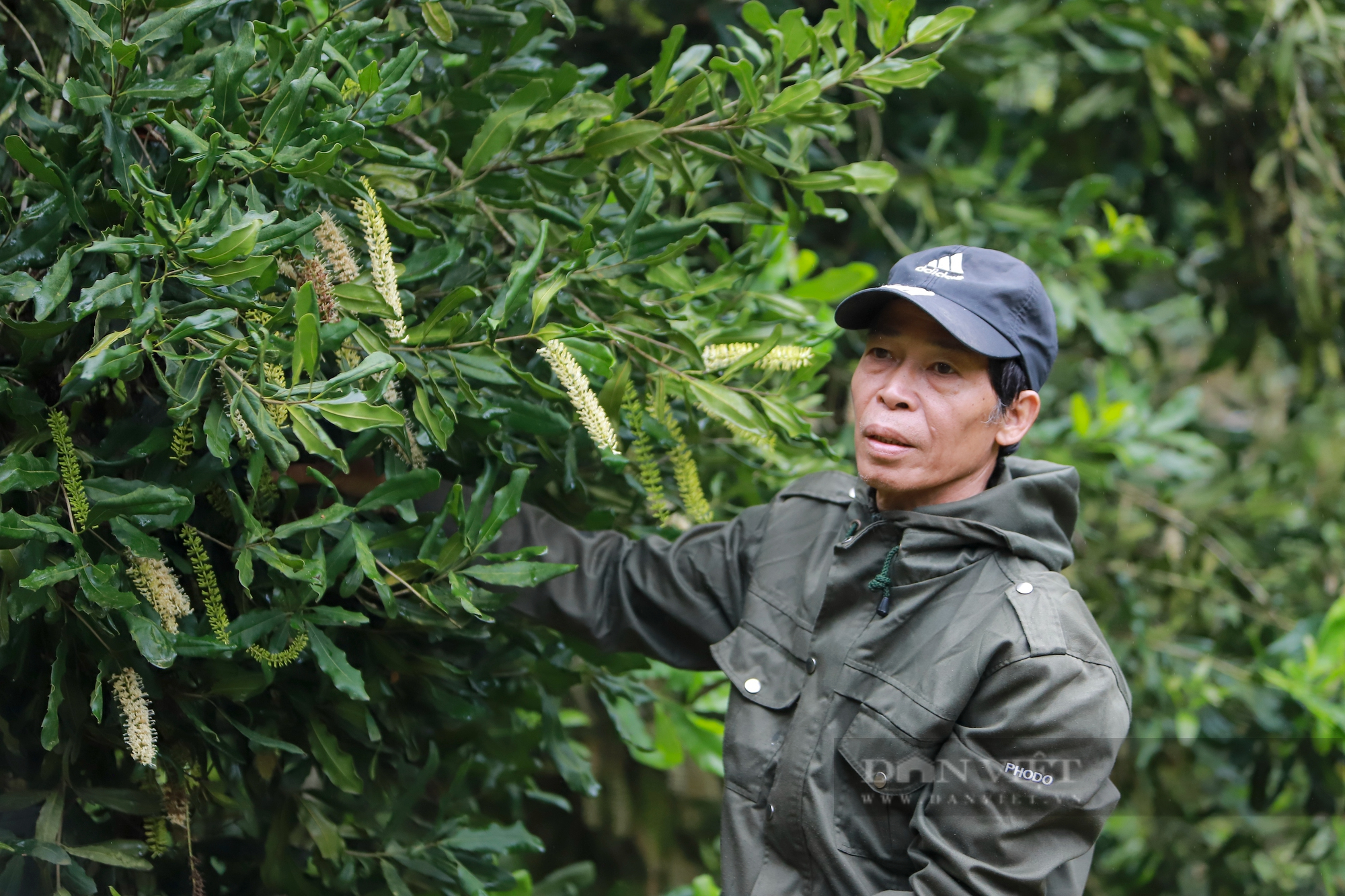 Nông dân xứ Lạng và vườn mắc ca vàng - Ảnh 1.