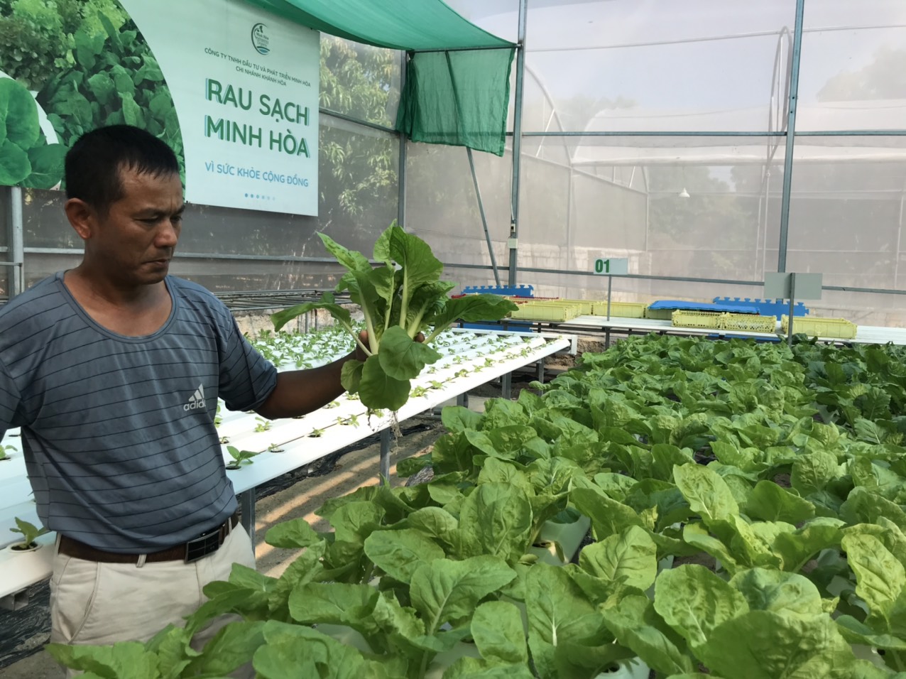 Phó Chủ tịch Hội ND Khánh Hòa: Nhân rộng mô hình trồng rau thủy canh cho các hội viên nông dân - Ảnh 4.