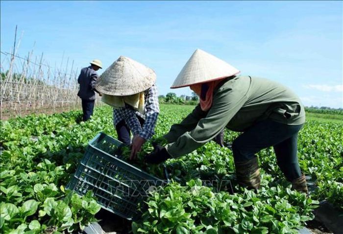 JICA hỗ trợ Việt Nam 3 triệu USD sản xuất nông sản an toàn - Ảnh 1.