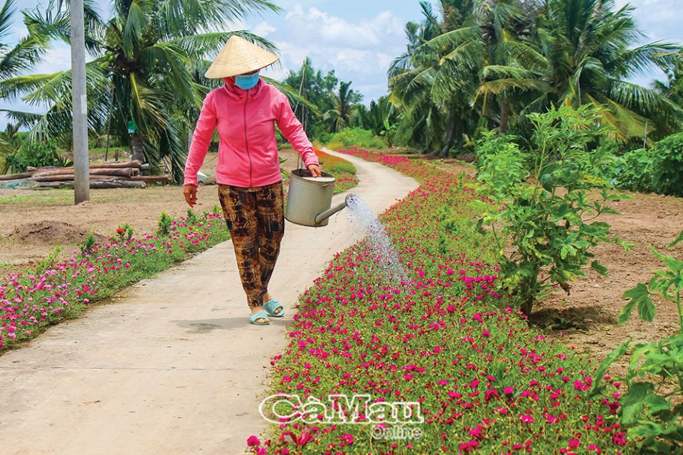 Con đường hoa mười giờ, đường trồng cây cảnh đẹp hút hồn khách chụp hình ở xã nông thôn mới của Cà Mau - Ảnh 2.
