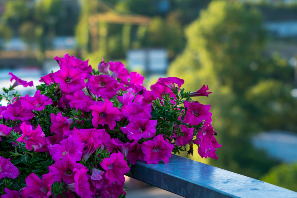 7 loại hoa cho ban công nhà bạn luôn ngập tràn mùi hương - Ảnh 2.