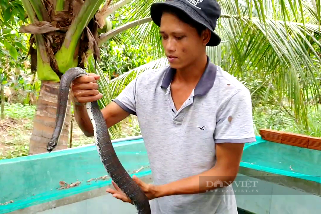 Mỗi năm chỉ một vụ, anh nông dân “thủ phủ trái cây” ương loại rắn hiền khô, mập ú, sống thong dong - Ảnh 4.
