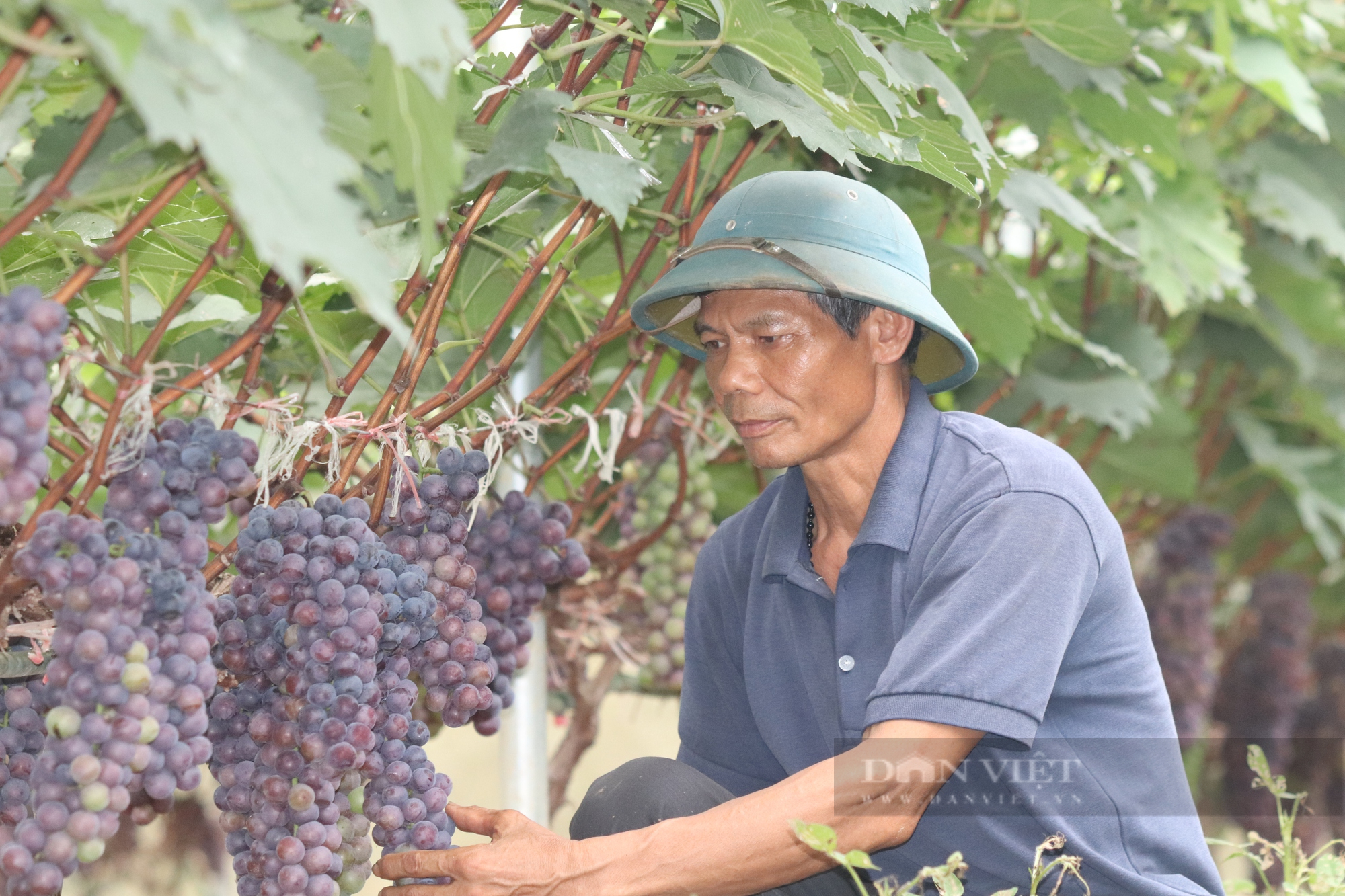 Trồng loại cây cho ra chùm quả không hạt to như viên bi ve, giám đốc thu cả trăm triệu - Ảnh 1.