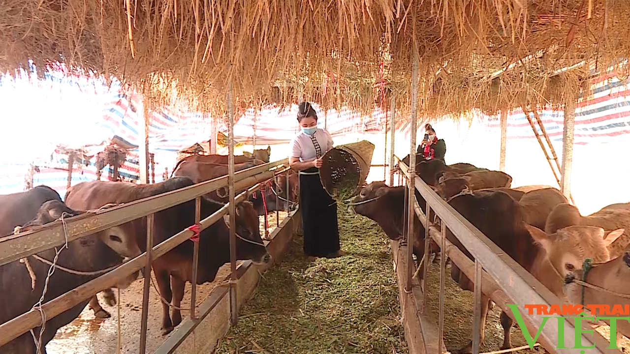 Sơn La: Những người nông dân vùng cao vượt khó phát triển kinh tế gia đình - Ảnh 2.