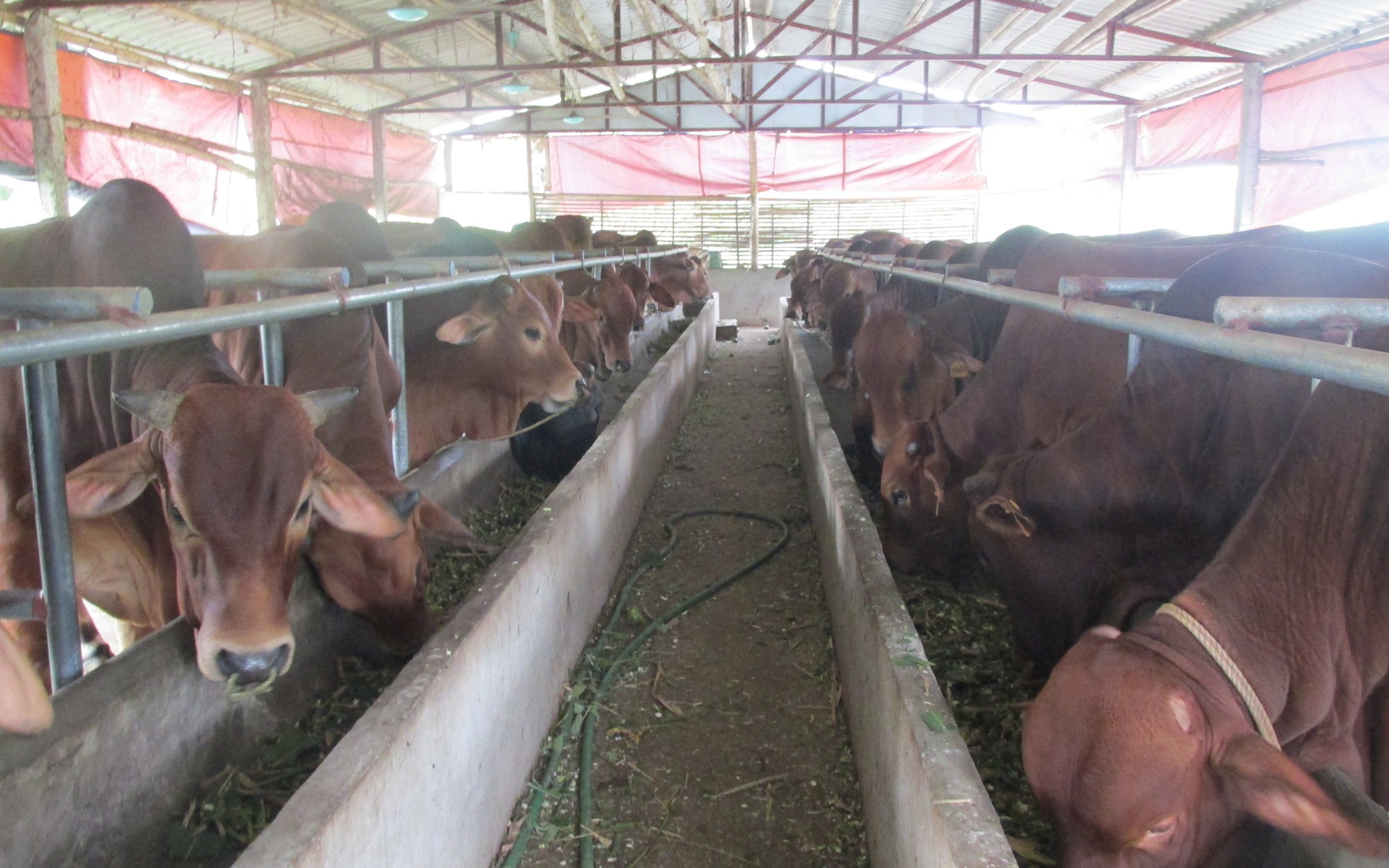 Mô hình chăn nuôi bò thịt quy mô nông hộ