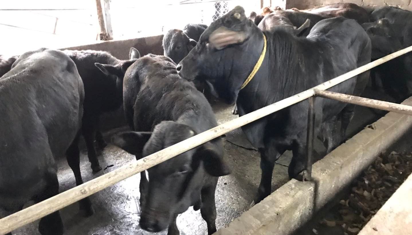 Trang trại “khủng” nuôi trâu bò của lão nông Hà Nội, chỉ cần nghe tiếng ho cũng biết bò bị bệnh gì - Ảnh 5.