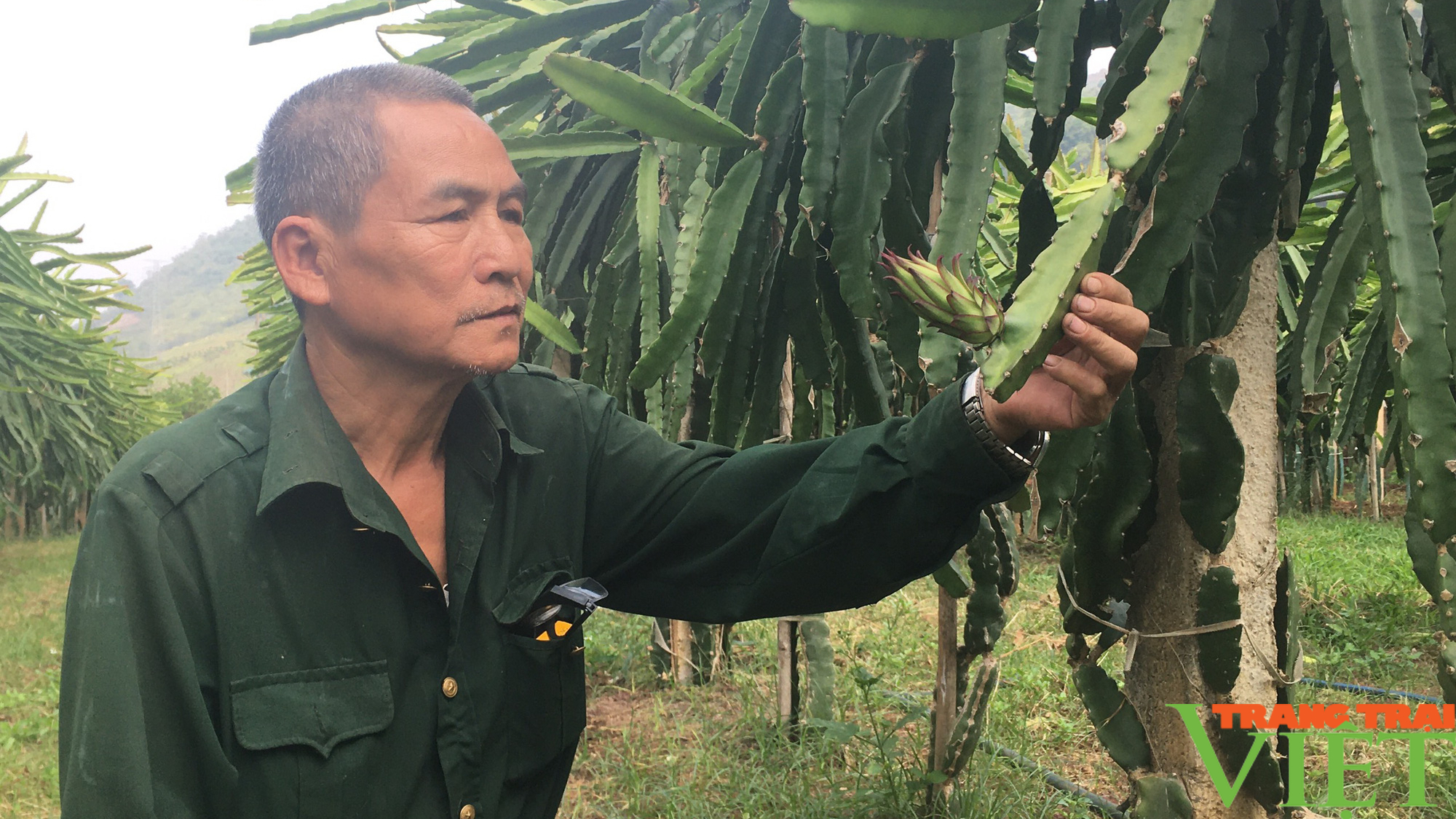 Sơn La: Những người nông dân vùng cao vượt khó phát triển kinh tế gia đình - Ảnh 6.