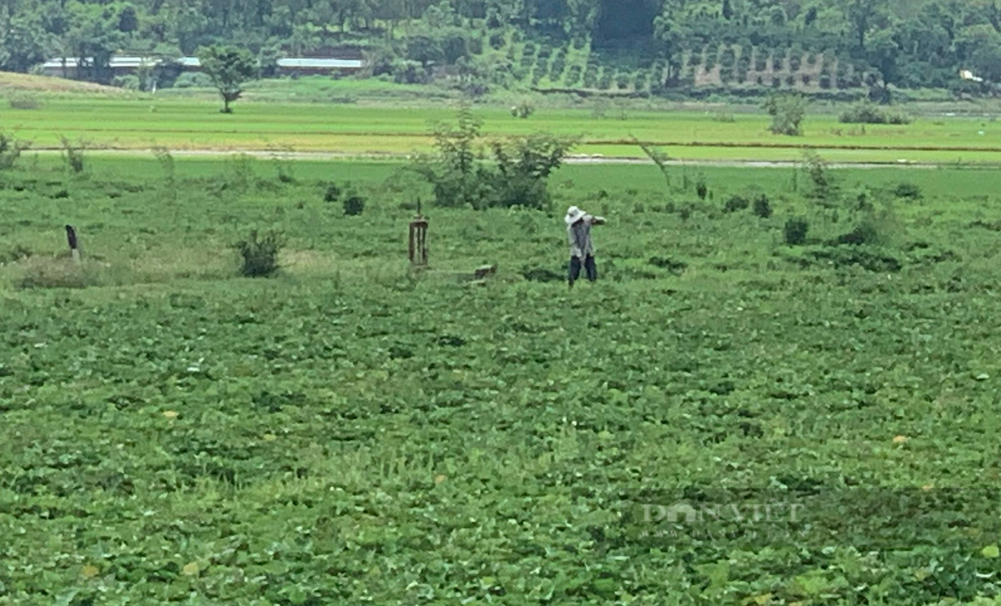 Khoai lang giá rẻ như bèo, không có người mua - Ảnh 2.