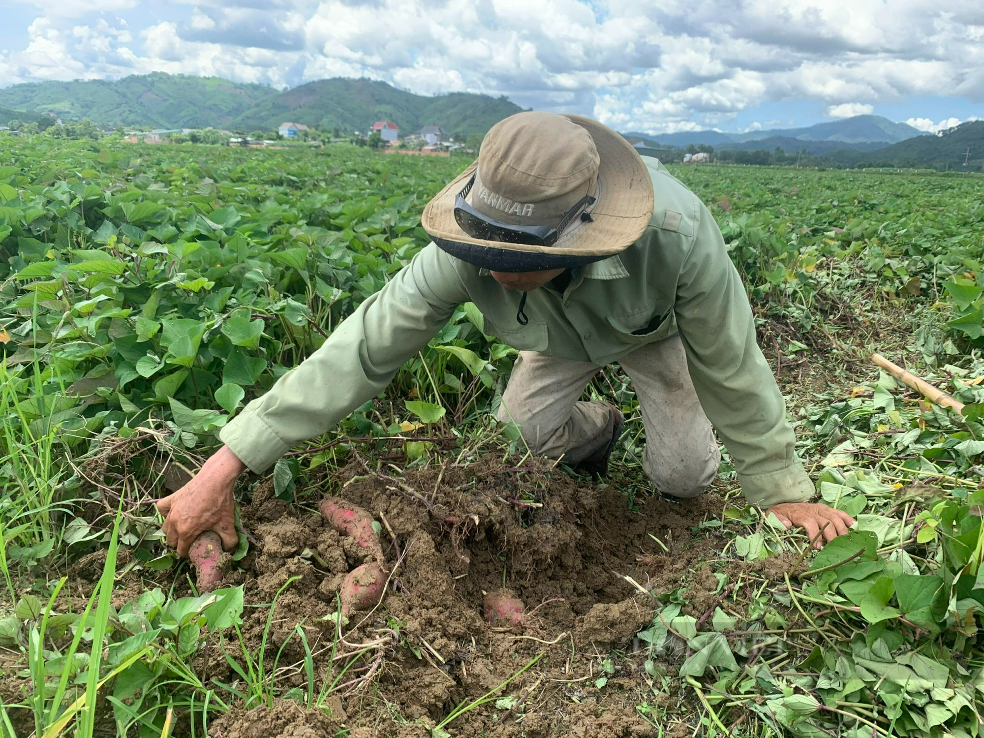 Khoai lang giá rẻ như bèo, không có người mua - Ảnh 3.