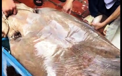 Dân tình kéo đến xem con cá sông khổng lồ nặng hơn 100kg được một nhà hàng ở An Giang mua 