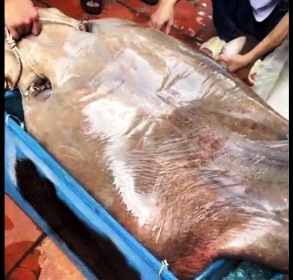 Một nhà hàng ở An Giang mua được con cá đuối nước ngọt khổng lồ nặng hơn 100kg   - Ảnh 1.